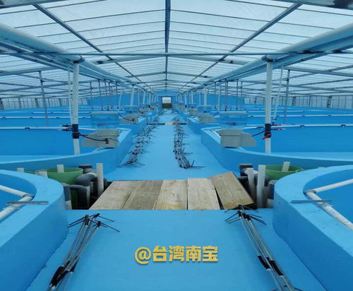 水泥錦鯉池刷養錦鯉魚池漆的作用與掛車漆的誤區解析